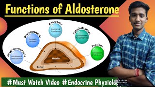 Aldosterone Mineralocorticoids  Endocrine Physiology LecturesMBBS Ashish [upl. by Hairas]