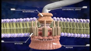 Flagellated bacterium engine resembles a biological machine [upl. by Tiffy]