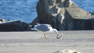 Pescarus mancand un zargan  Seagull eating garfish [upl. by Travus]