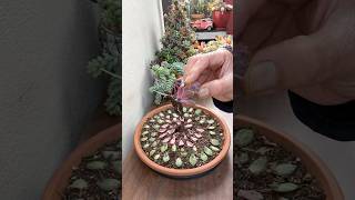 My Leaf Propagation Update 🪴🌿 succulents propagatesuculentas [upl. by Markiv]