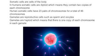 Somatic Cells vs Gametic Cells [upl. by Marline]