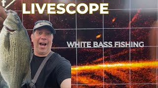 LIVESCOPE Beginner  Target Species White Bass [upl. by Leiso650]