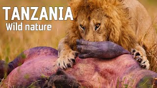 WILD TANZANIA  Ruthless nature and ancient tribes [upl. by Hamlani235]