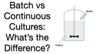 Batch vs Continuous Cultures Growing Cells in the Lab Explained [upl. by Notnats]