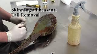 Flying Pheasant Complete Taxidermy Mounting course step by step  3 Skinning [upl. by Atiluj]