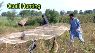 quail bird hunting with net  batair ka shikar2024 easy quail bird hunting trip very munda [upl. by Eenal]