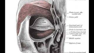 Orbicularis Oculi Muscle [upl. by Aikemehs]