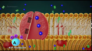 HOW ACTIVE TRANSPORT OCCURS IN CELL  3D animation [upl. by Noscire]