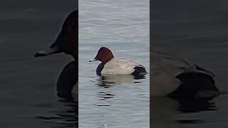 Pochard in reservoir [upl. by Ahsekram]