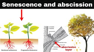 senescence and abscission in plants [upl. by Shaner]