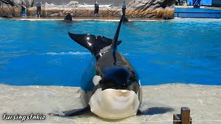 Front row at SeaWorld San Diegos Orca Encounter Full Show 03022024 [upl. by Anelim]