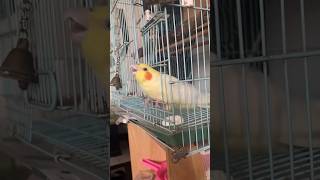 Birds Related information 🦜 birds cockatiel information shortsfeed parrot [upl. by Lemuelah]