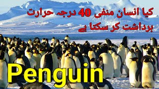 Penguin  Penguin sounds  Baby Penguin  Penguin Paradise  Penguin sounds HDS  infopediajm [upl. by Ydnat]