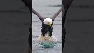 diesel ytshorts eagles predator prey fish viralshorts india catching photography [upl. by Voltmer]