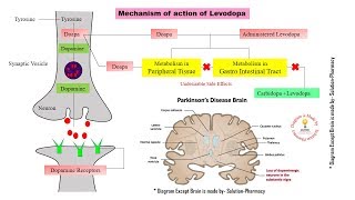 Parkinsons Disease  Mechanism of Action of Levodopa and Carbidopa  Parkinsonism  Levodopa [upl. by Hoseia]