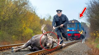 Train Driver Jumps From Moving Train To Save Trapped Moose Then THIS Happens And EVERYONE [upl. by Atinahc]