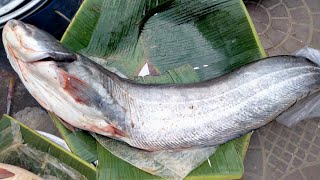 Nodir 10 kg boal fish cutting Dhaka fish market nice fish cutting video wow fish cutting [upl. by Rexanne673]