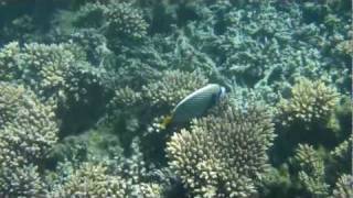 Poisson Empereur île maurice [upl. by Jaquiss935]