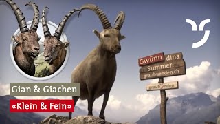 Steinbock Spot quotKlein und Feinquot [upl. by Reuven]