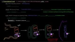 Regulation of Cholesterol Synthesis Part 3 of 4  Long Term Control [upl. by Eibocaj]