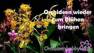 So verwandelst du deine Orchideen in blühende Schönheiten [upl. by Akinimod]