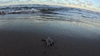 Costa Rica Tortuguero [upl. by Giarc]