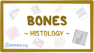 Bones Histology [upl. by Nosrac694]