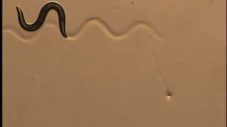 C elegans responding to a touch stimulus [upl. by Martsen159]