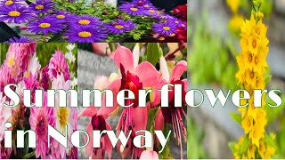 Summer flowers in NorwaySpring time in Norway Vårtid i norge [upl. by Ammadas]