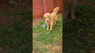 Stunning golden retriever puppy cuteanimals goldenretriever goldens cutedogs [upl. by Htrap]