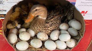 New Creative Make Nest For Hatching Duck Eggs With Cardboard amp Wood  50Duckling Hatching From Eggs [upl. by Aicsila908]