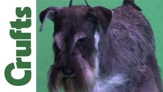 Crufts 2012  Best of Breed Miniature Schnauzer [upl. by Stander]