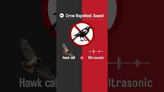 Crow Repellent Sound Hawk Call and Ultrasonic Sound Shorts [upl. by Drofdeb699]