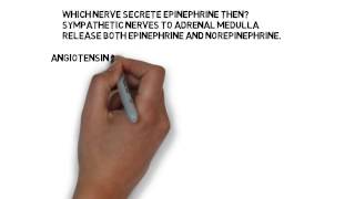 Vasoconstrictors norepinephrine epinephrine and angiotensin  DNMS [upl. by Ojyram]