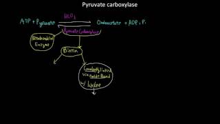 Pyruvate carboxylase [upl. by Drageruaeb]