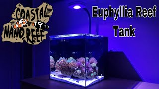 Euphyllia Reef Tank [upl. by Odnumyar165]