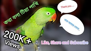 Cute Parrot Kuttus Talking  After moulting Kuttus is back wit her new feathers [upl. by Now]