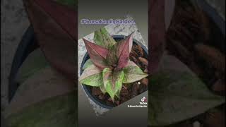 Anthurium Tailflower Flamingo flower Laceleaf Red Anthurium Tailflower Flamingo flower [upl. by Mide]