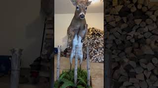 Check out this mount 🦌taxidermy deerhunting hunting whitetail booneandcrockett droptine [upl. by Yrrad]