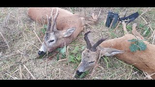 Sudecka Ostoja 312020 Polowanie na rogacze Ruja 2020 Roebuck hunting in Poland 2020 [upl. by Staten]