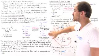 Stage 2 of Glycolysis Part II [upl. by Adnopoz]