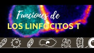 Funciones de los linfocitos T [upl. by Shela]