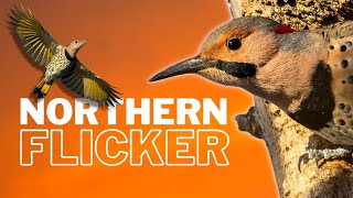 Learn All About the Northern Flicker  Overview [upl. by Osi]