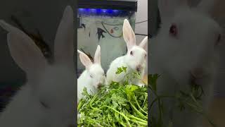 Cute Bunnies Eating Video bunny rabbit [upl. by Juliette]