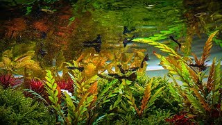 PLANTED AQUARIUM  plant guide for beginners part 1 [upl. by Aufmann]