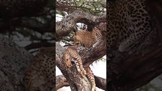 Nature’s Unexpected Twist Leopard Kills and Devours a Cheetah [upl. by Aneeg]