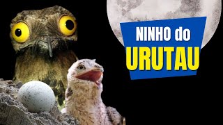 Como é o NINHO do URUTAU ou MÃE DA LUA  O ovo e o filhote de um PÁSSARO com canto incrível [upl. by Suoirrad]