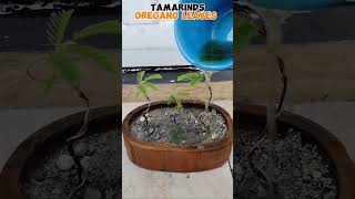 TAMARIND BONSAI MAKING tutorialsvideo gardening plantslover plantito plantita [upl. by Attenol]