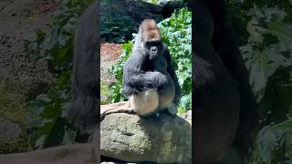 Gorillas perceive rubbernecking as a threat gorillatag gorillas [upl. by Adnolaj]