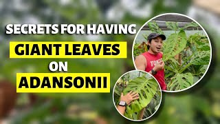 HOW TO HAVE GIANT LEAVES ON YOUR MONSTERA ADANSONII [upl. by Muir]